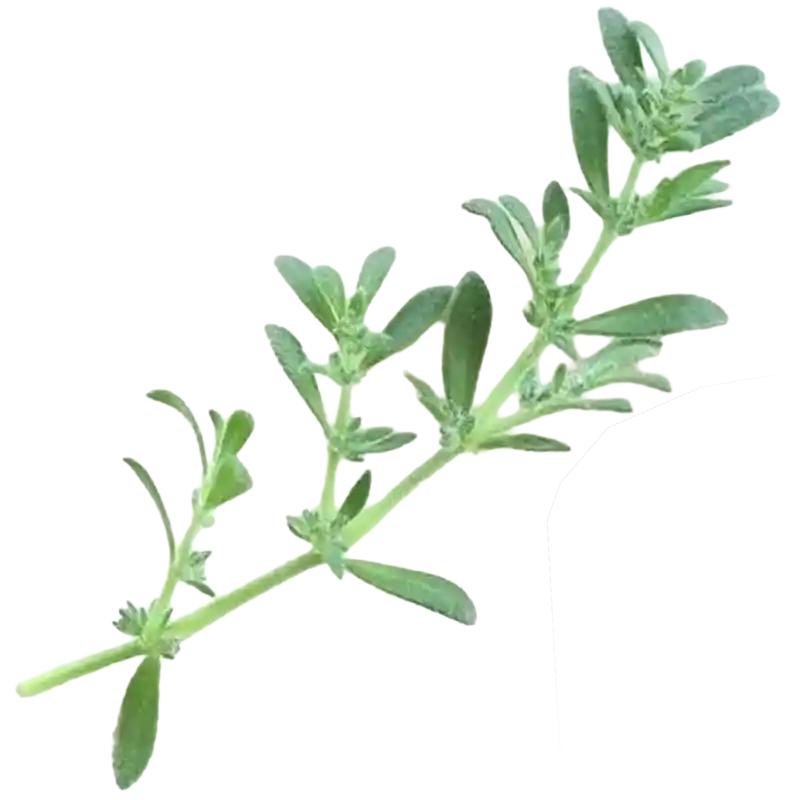 Hairy Rupturewort