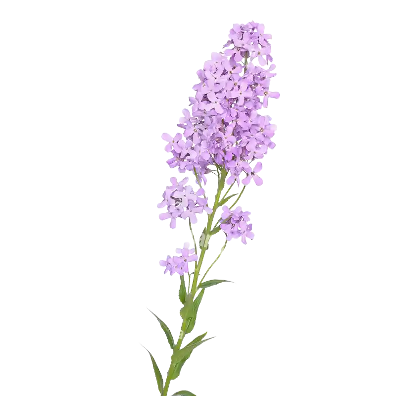 Dame's Rocket (Sweet Rocket)