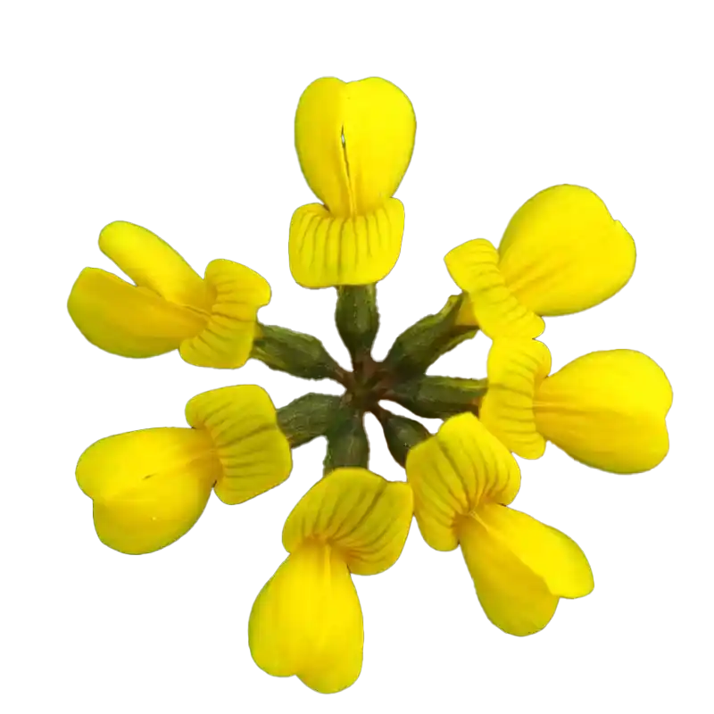Horseshoe Vetch