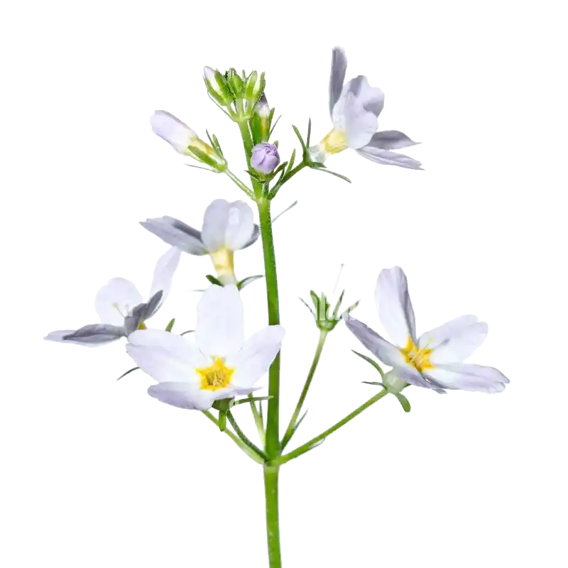 Water Violet (Featherfoil)
