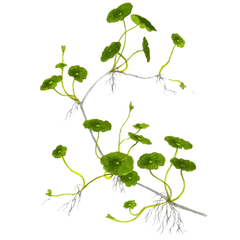 Marsh Pennywort (Common Pennywort)