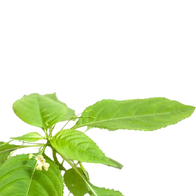 Small Balsam