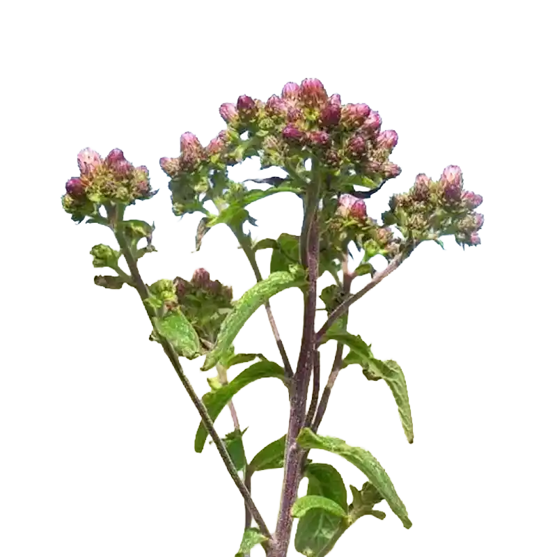 Ploughman's Spikenard