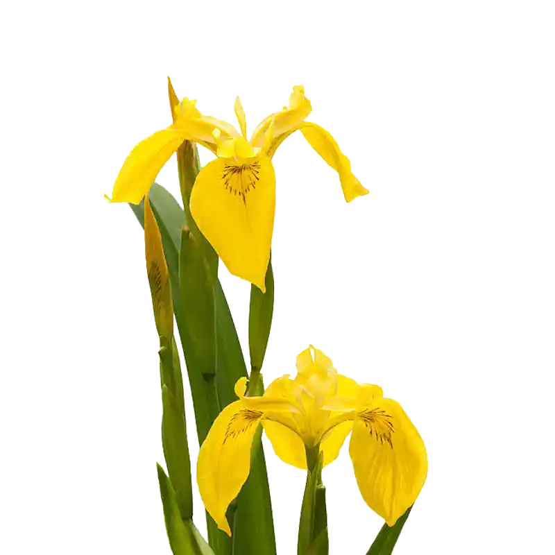 Yellow Flag Iris