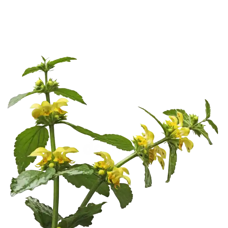 Yellow Archangel