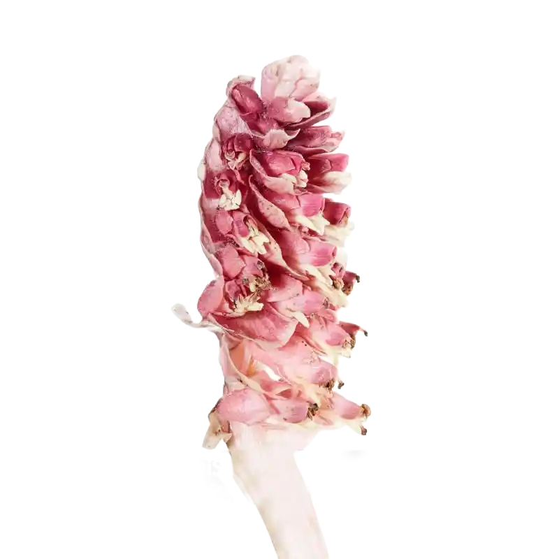 Toothwort