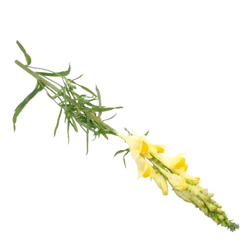 Meadow Vetchling
