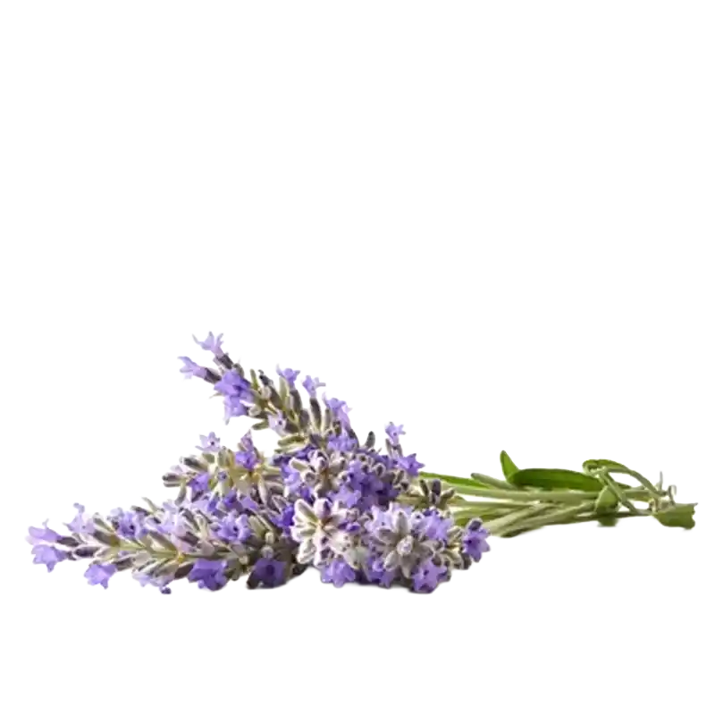 Spike Lavender
