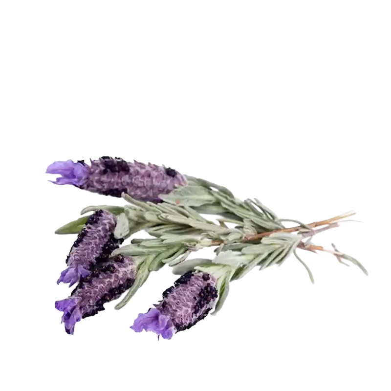 French Lavender (Spanish Lavender)