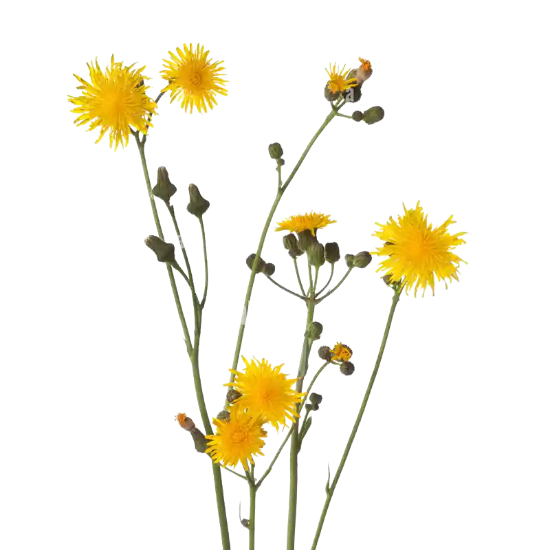 Autumn Hawkbit
