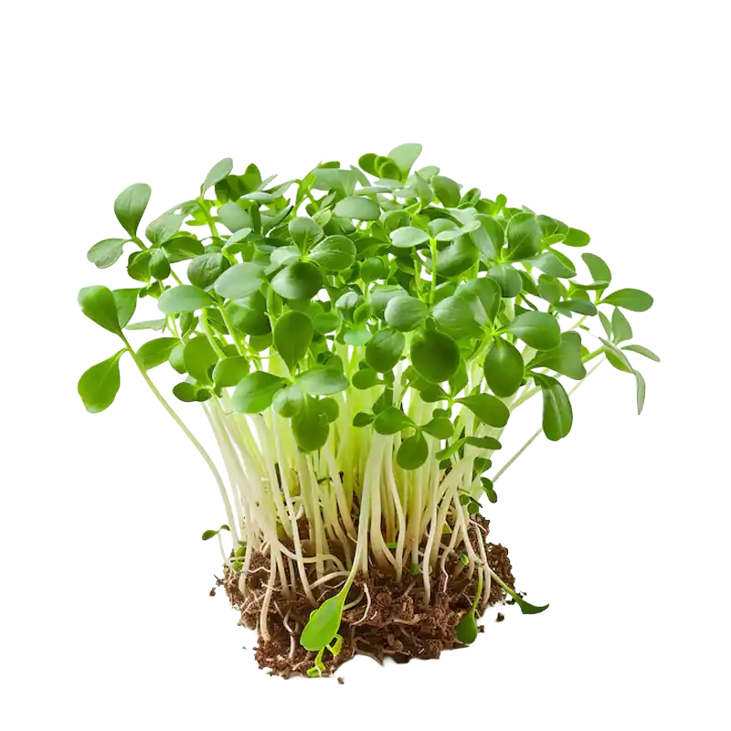 Garden Cress