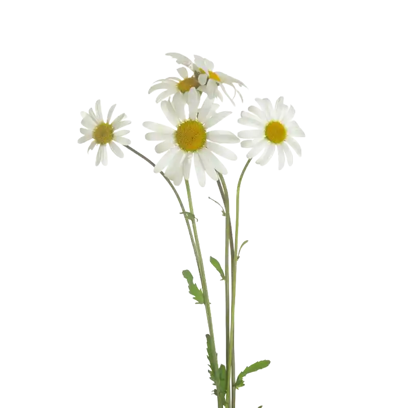Oxeye Daisy