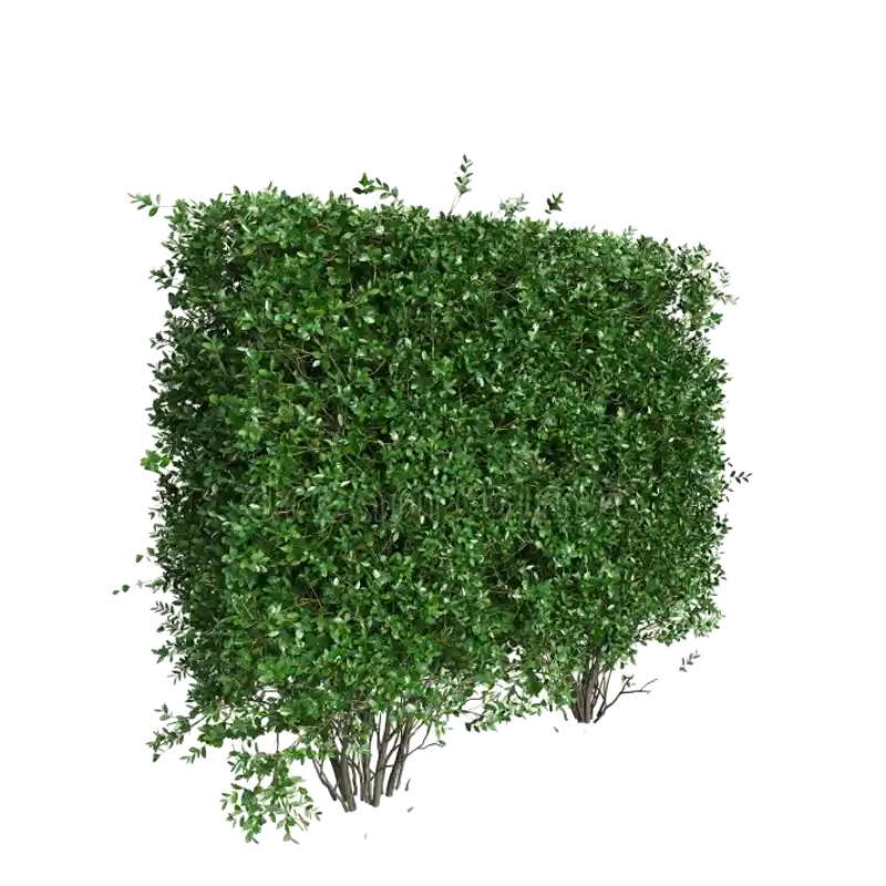 Garden Privet (Oval-Leaved Privet)