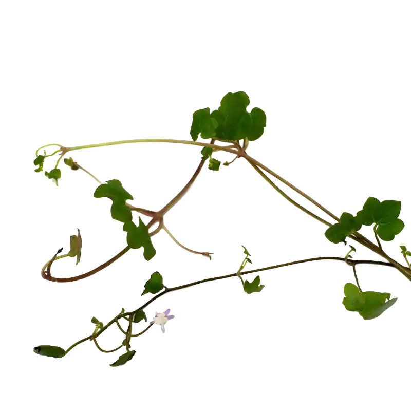 Ivy-Leaved Toadflax