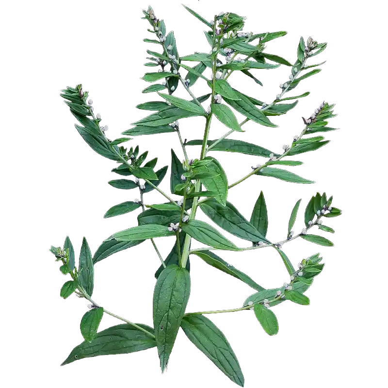 Common Gromwell