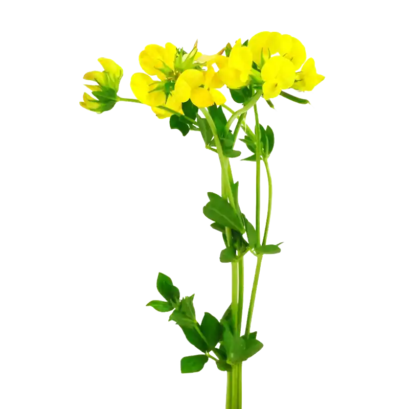 Bird's-Foot Trefoil