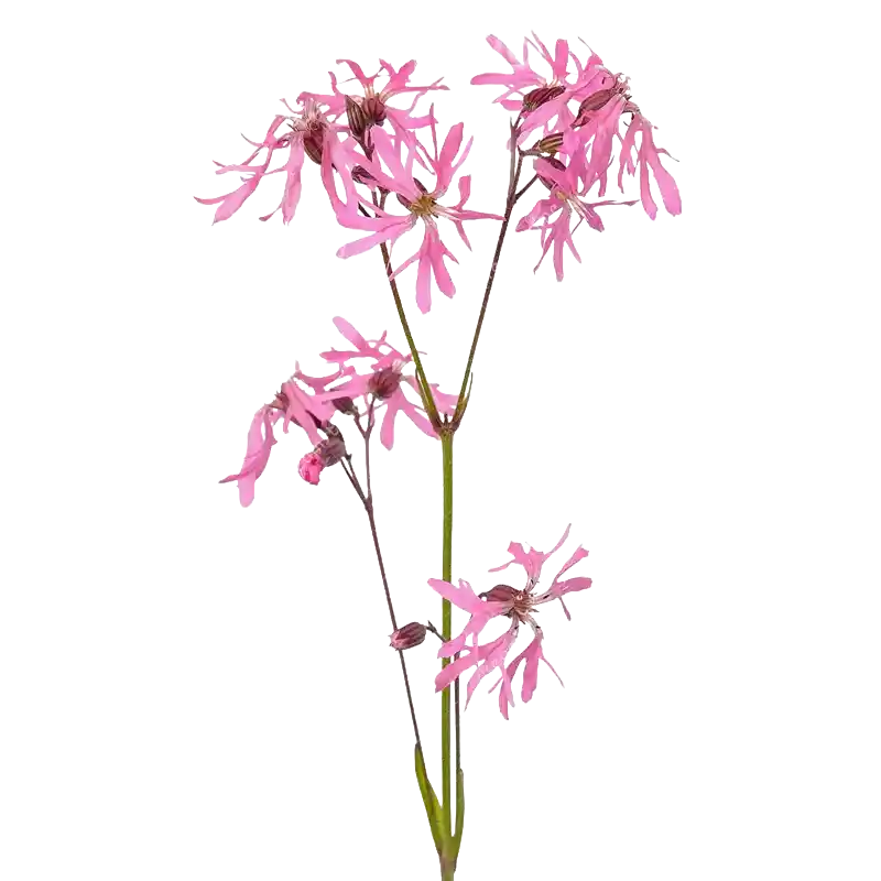 Ragged Robin