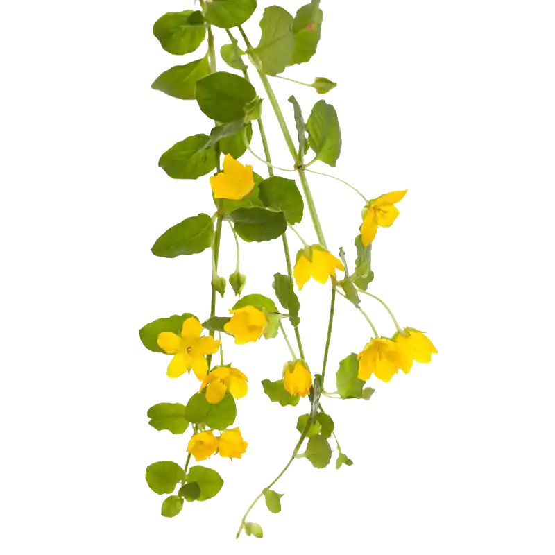 Creeping Jenny (Moneywort)