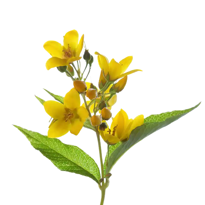 Yellow Loosestrife