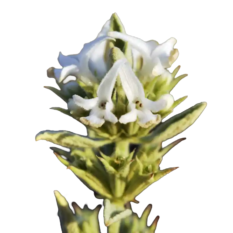Horehound (Peregrine Horehound)