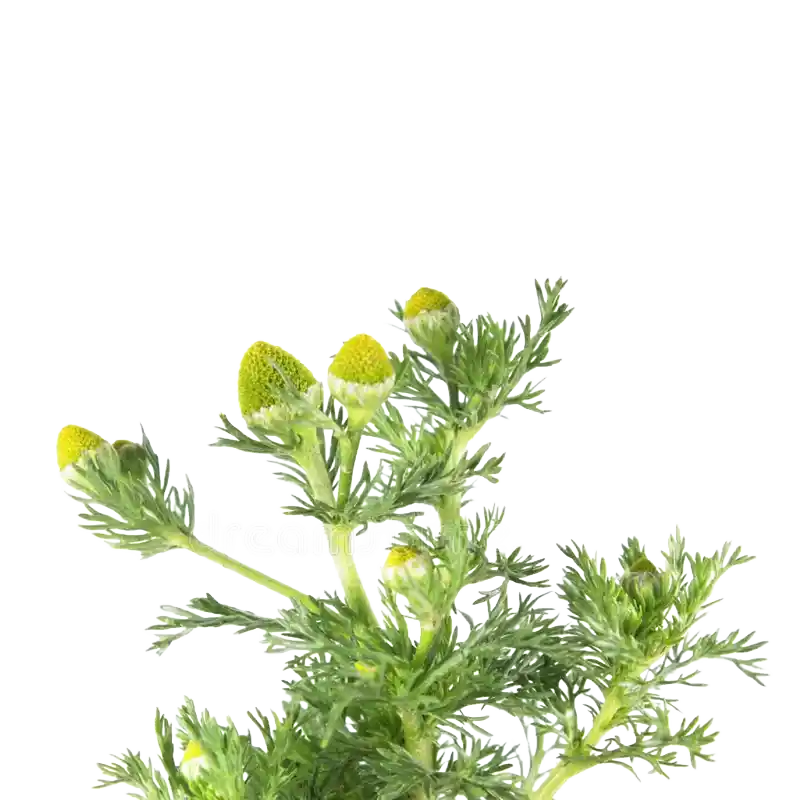 Pineappleweed (Wild Chamomile)
