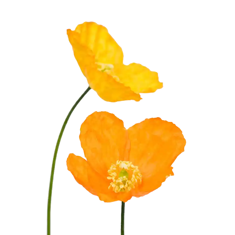 Welsh Poppy