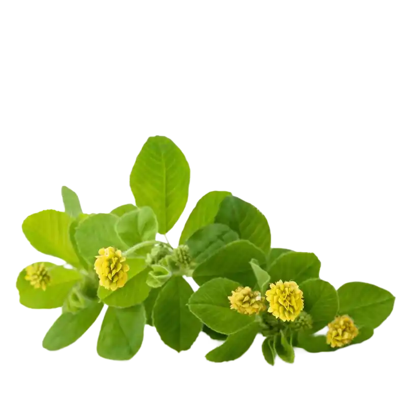 Black Medick
