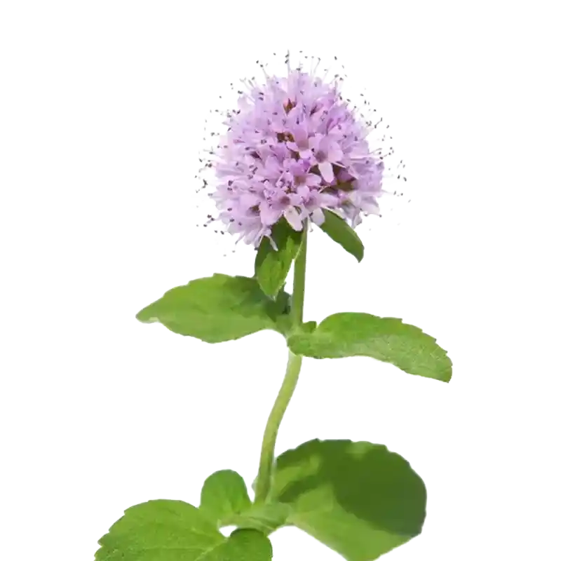 Water Mint