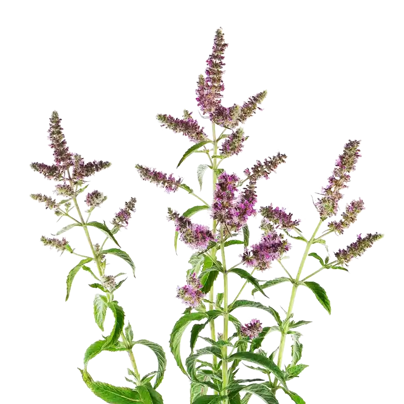 Wild Mint (Horse Mint)
