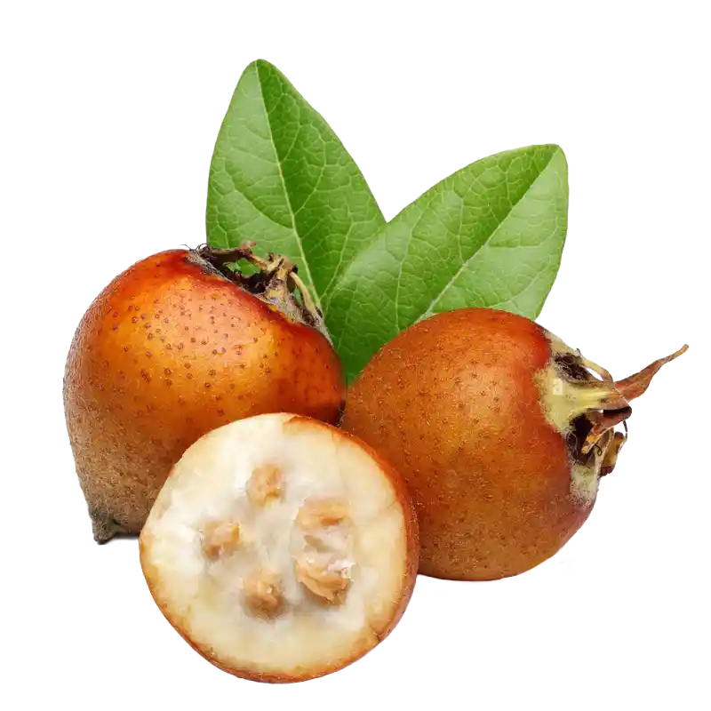 Medlar