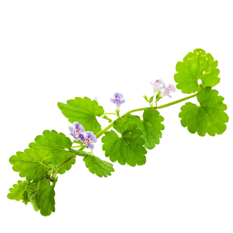 Ground Ivy