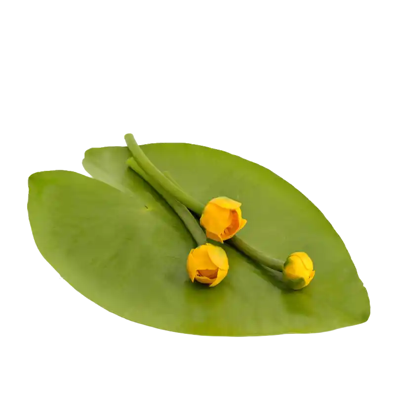 Yellow Water Lily (Brandy Bottle)