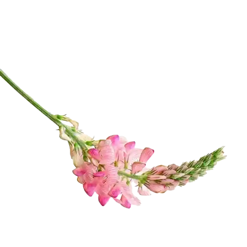 Sainfoin
