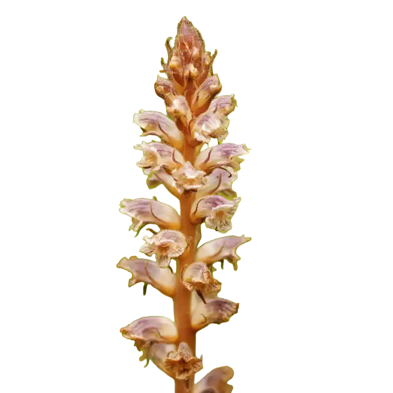 Greater Broomrape