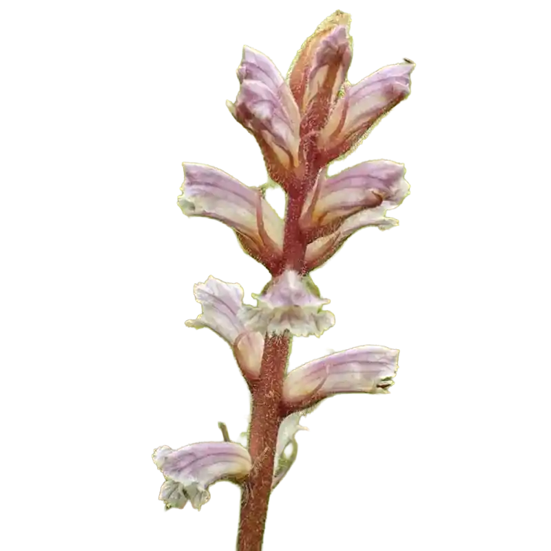 Lesser Broomrape