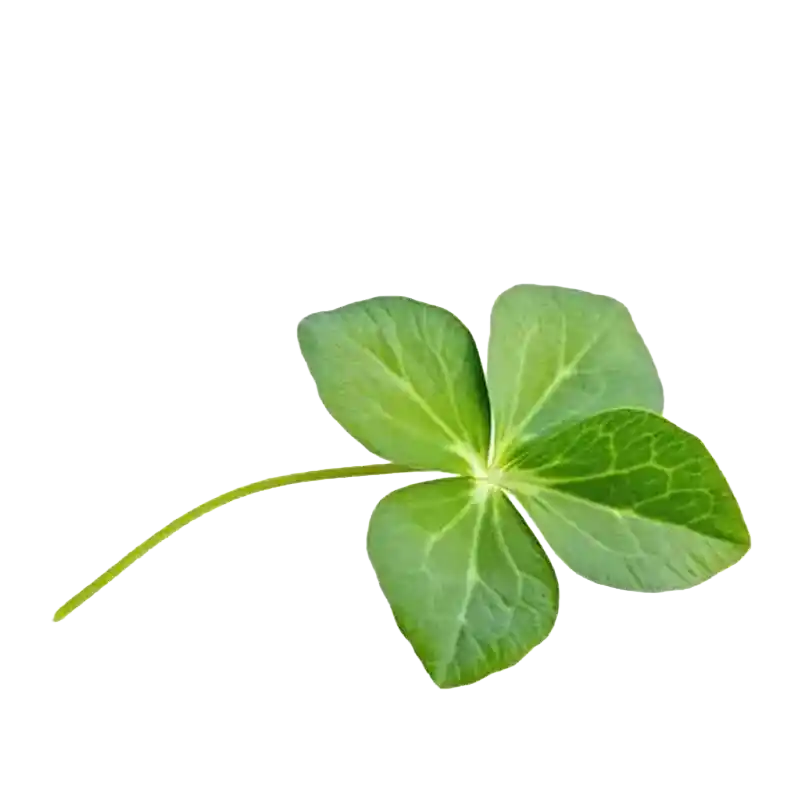 Creeping Woodsorrel