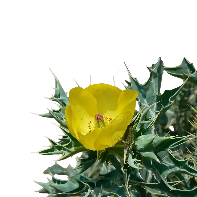 Prickly Poppy (Pale Poppy)