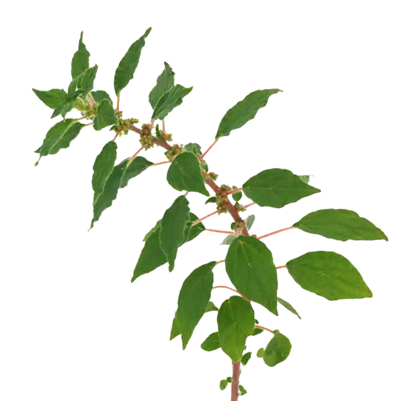 Pellitory-of-the-Wall