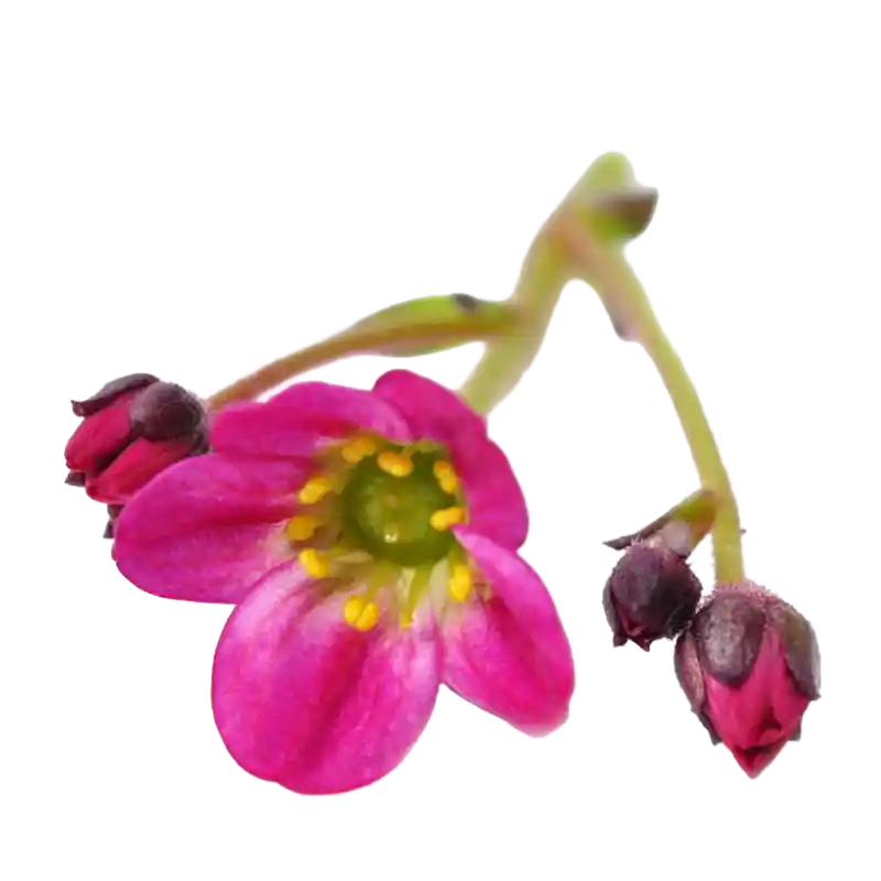 Tunic Flower (Saxifrage Pink)