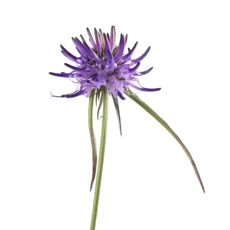 Round-Headed Rampion