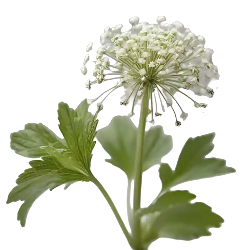 Greater Burnet-Saxifrage