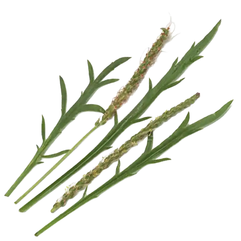 Buck's-Horn Plantain