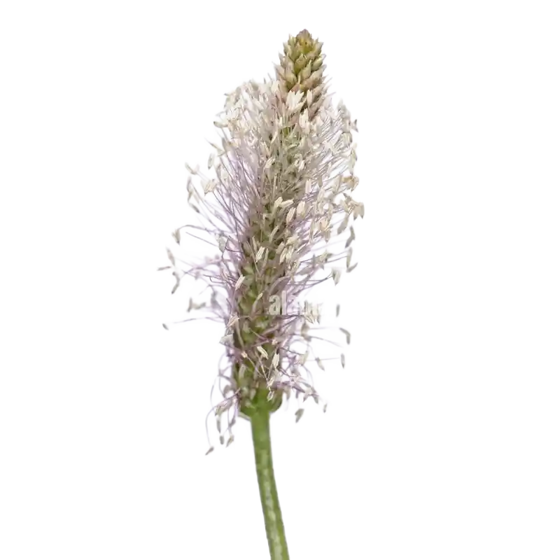 Hoary Plantain