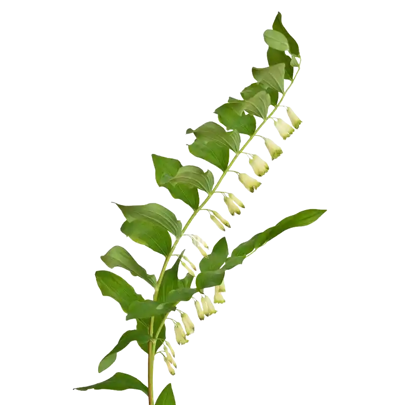 Whorled Solomon's Seal