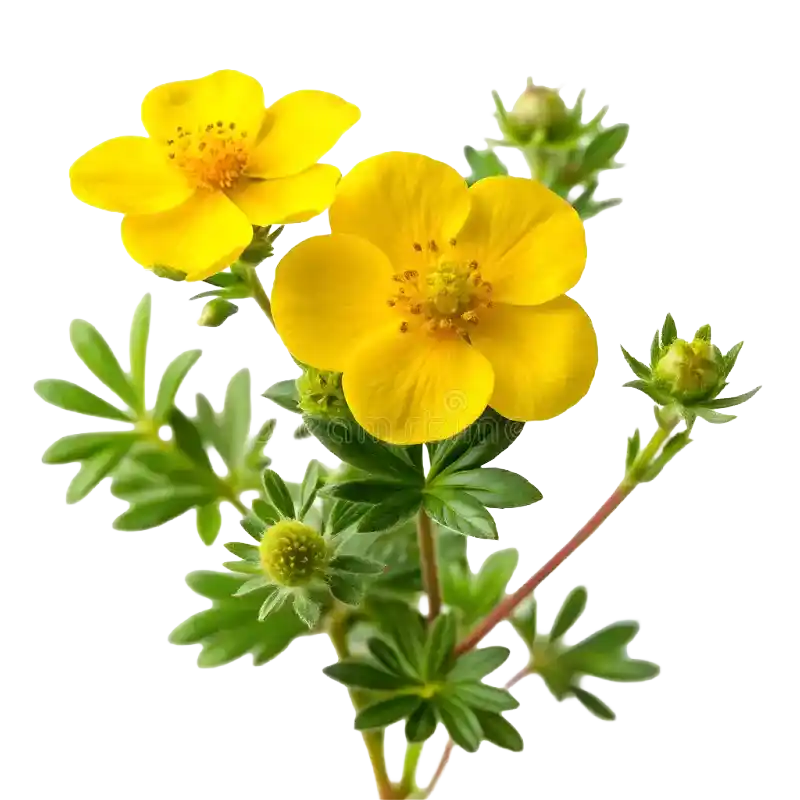 Creeping Cinquefoil