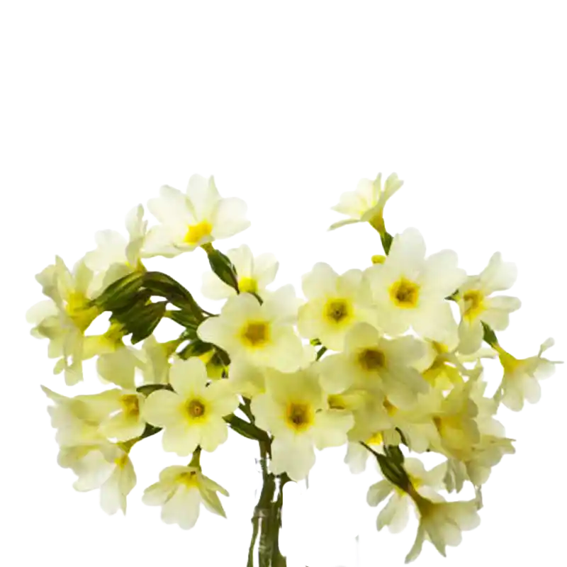 Oxlip