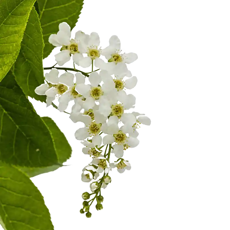 Bird Cherry