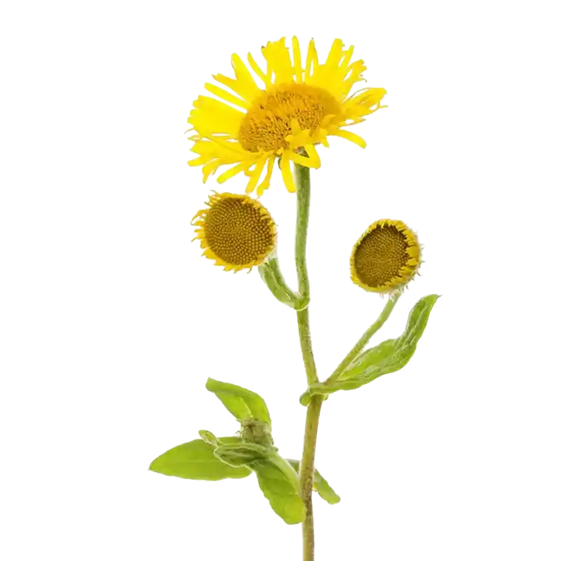 Common Fleabane