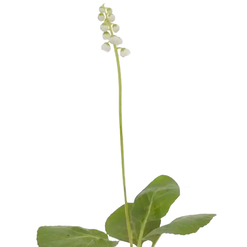 Round-Leaved Wintergreen