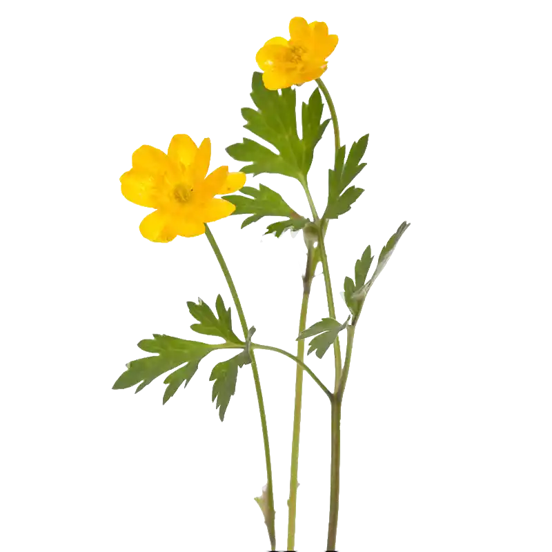 Creeping Buttercup